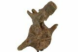 Triceratops Caudal Vertebra On Stand - North Dakota #77962-3